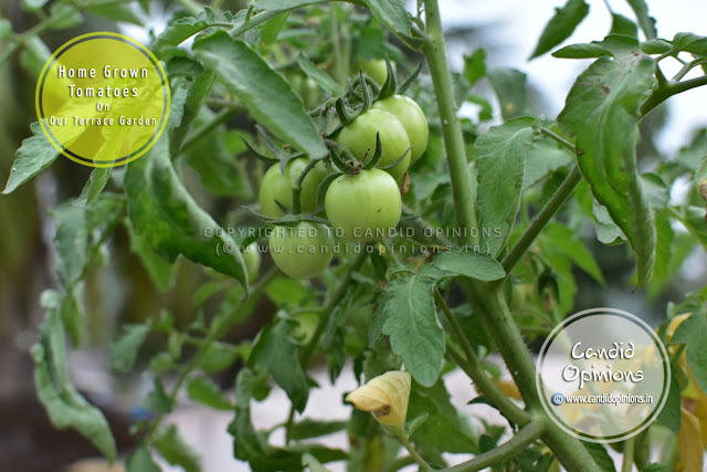 Home-grown Tomatoes (Terrace Gardening)