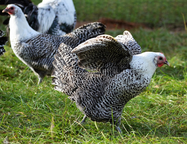  Peringkat Harga dan Jenis Ayam Termahal di Dunia ini Ini Dia Sepuluh Peringkat Harga dan Jenis Ayam Termahal Di Dunia