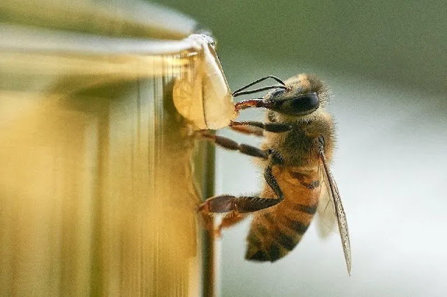 Descubrimiento asombroso: El poder del omega-3 para contrarrestar los efectos tóxicos de los pesticidas en las abejas, salvaguardando su salud y la biodiversidad