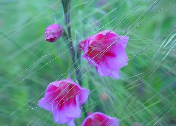 Cvijeće Watsonia (Bugle Lily)