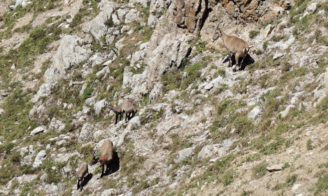 Ibexes on Aguillette du Lauzet