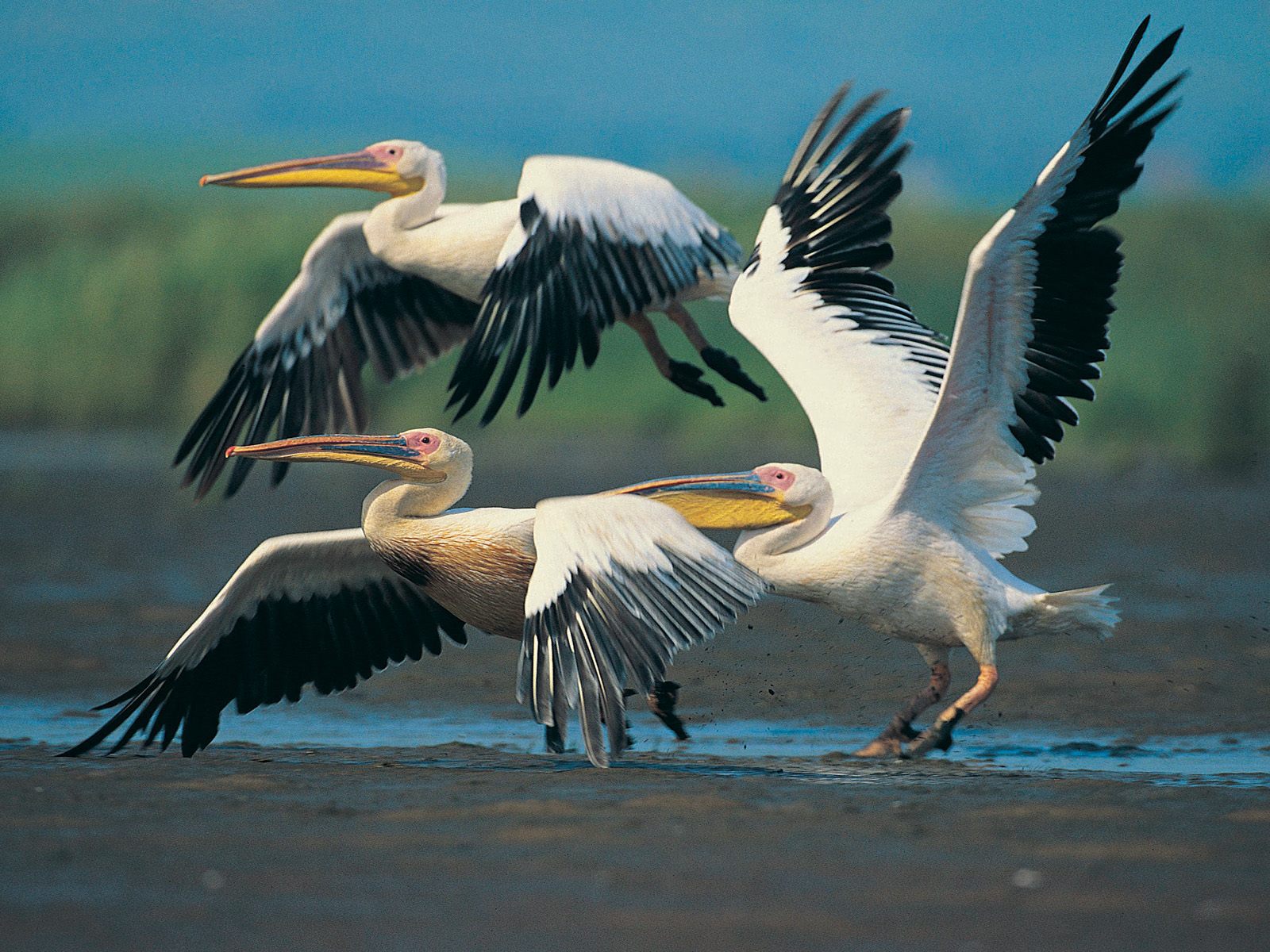 Japan: Beautiful Birds Desktop Wallpapers for Free