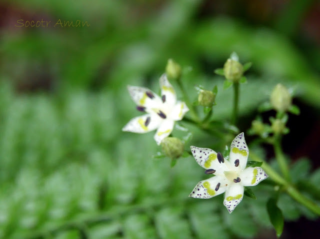 Swertia bimaculata