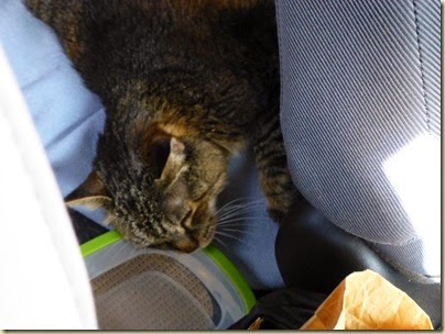 Taz in car on bed April 2014