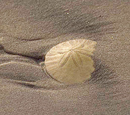 Sand dollar