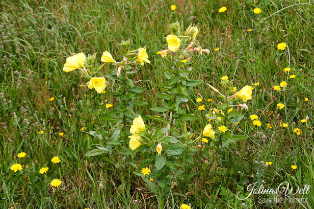 Blumen Dünen Bergen aan Zee in Nordholland