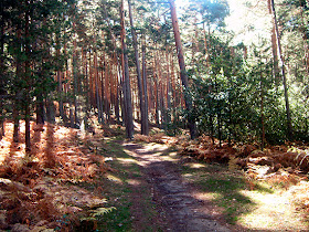 Ruta de Colmenar Viejo al puerto de Cotos. Octubre 2012