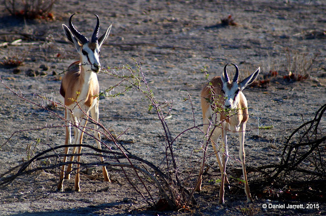 Springboks, Etosha National Park, Namibia