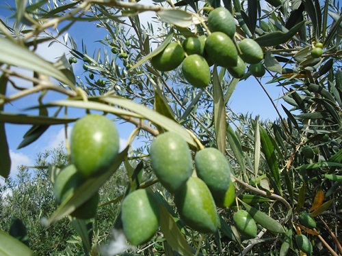 Olivo Aceitunas