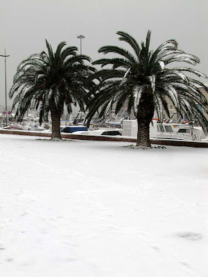 Palm trees, snow, Livorno