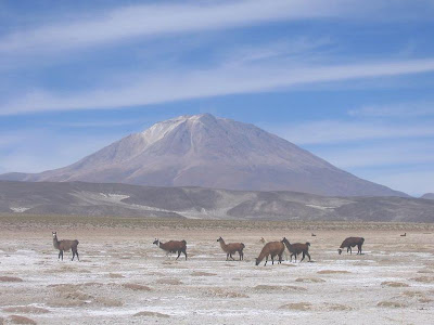 llamas+at+Salar+de+Uyuni