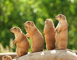 TheJungleStore.com blog - prairie dogs