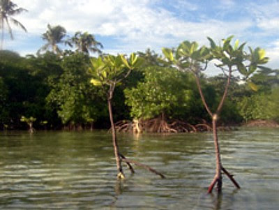 Mangrove Pulau Pramuka, Pulau Pramuka Day Trip Activities