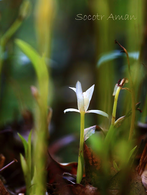 Cymbidium nipponicum