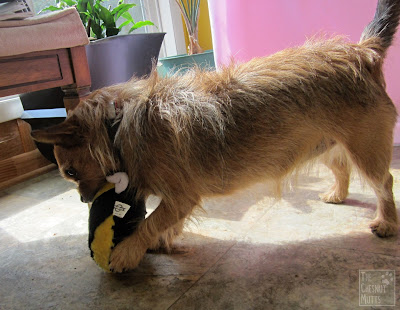 Jada playing with her Petsafe pogo bee