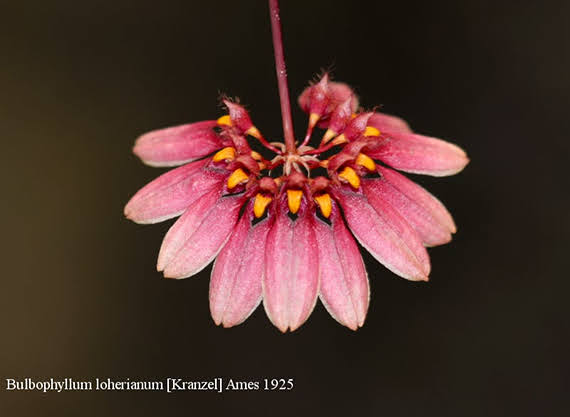 Bulbophyllum loherianum