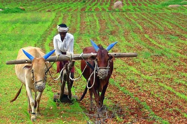  सरकार शेतकऱ्यांना दरमहा 3000 रुपये देणार, फक्त एवढे काम करा