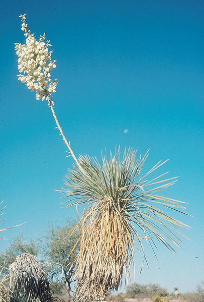 yucca elata, soaptree, soaptree yucca