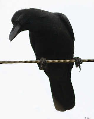 "Large-billed Crow - Corvus macrorhynchos Indian Jungle Crow, common resident of Mount ABu, perched on a cable."