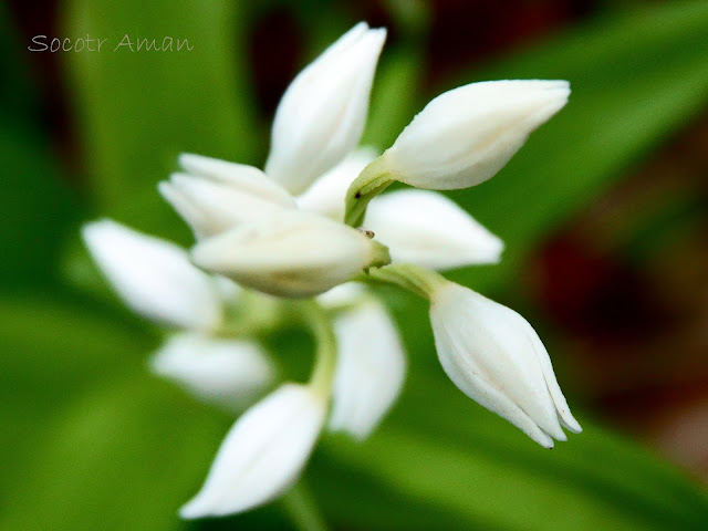 Cephalanthera erecta 