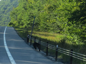 black bear cub