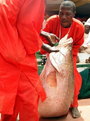 Cara Nangkep Ikan di Afrika yg brutal