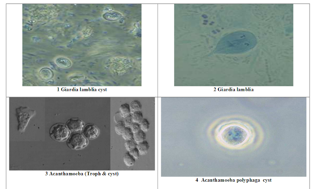 محاضرات-علم-طفيليات-طبية-تحاليل - طبية -parasitology