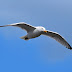  Un oiseau auquel Dieu subvient 