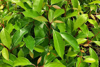 Cinnamomum camphora