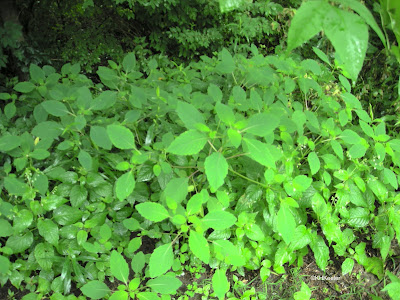 jewel weed Impatiens