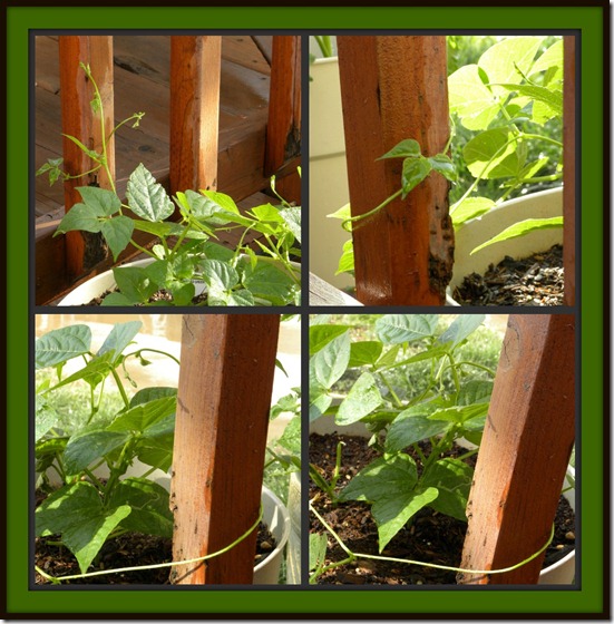 Bean Plant