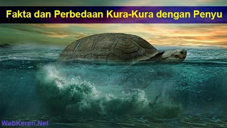 fakta perbedaan kura-kura dengan penyu