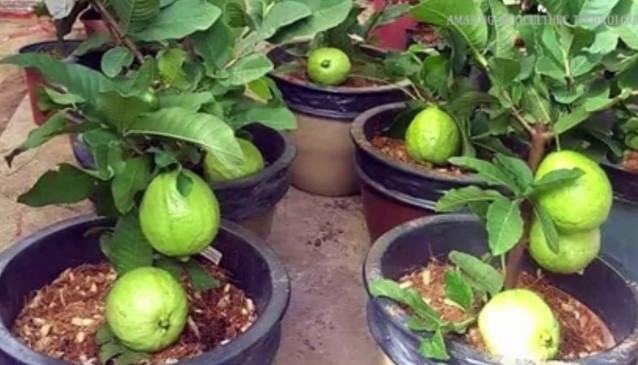 Some Gigantic Influences Of Guava Fruit
