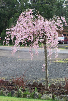 It's a Weeping cherry tree and