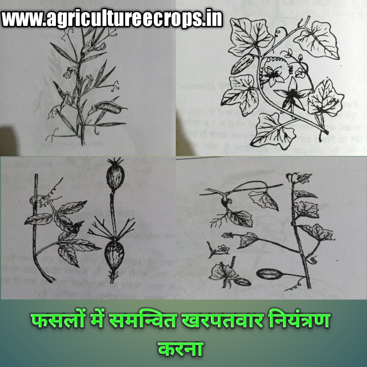 मुख्य फसलों में समन्वित खरपतवार नियंत्रण, फसलों में समन्वित खरपतवार नियंत्रण कैसे करते हैं, Integrated weed management in major crops in Hindi