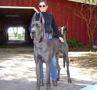 great dane dog puppy puppies breeds hound canine pooch canis bow-wow despicable fellow qen txakurra gos pas hond koer aso koira kutya hundur madra pets huisdieren animaux de compagnie Haustiere de companie husdjur Evcil Hayvan anifeiliaid anwes domace zvali augintiniai alagang hayop domaci zvirata kucni ljubimci animals domestics maskotak wallpaper