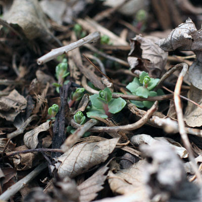 Sedum. 