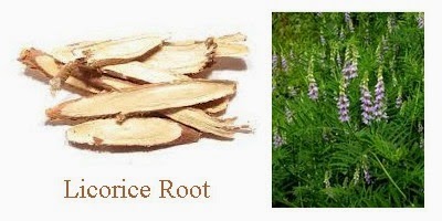 licorice root glycyrrhiza glabra