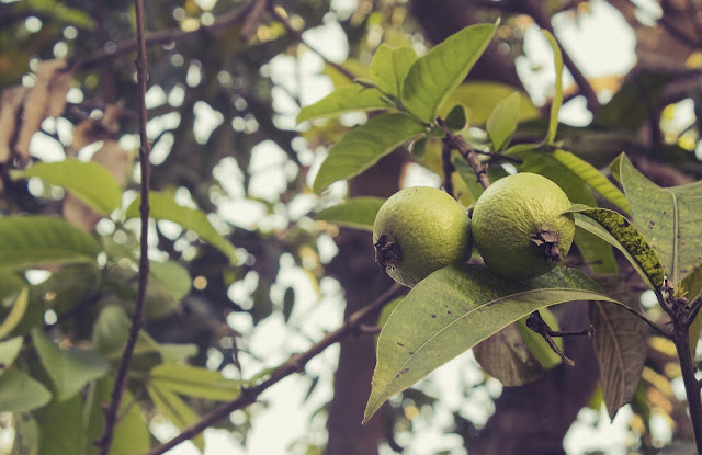 5 Pohon Buah yang Cocok ditanam Depan Rumah