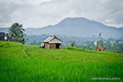 Bali rice terraces