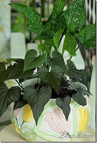 CallaLily_PotatoVine_Ipomea