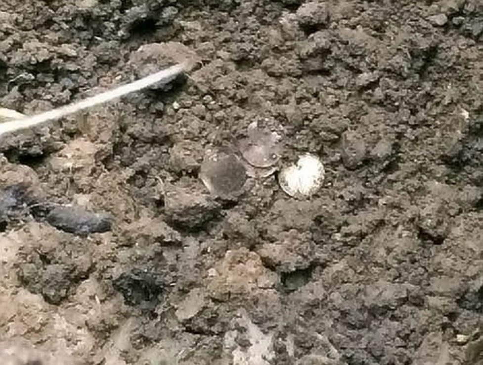 Medieval coin hoard found in farmer's field 