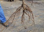 Fruit Tree Roots - Planting Bare Root Fruit in Winter / No matter what your considerations, the bare.