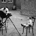 Animals And Camera