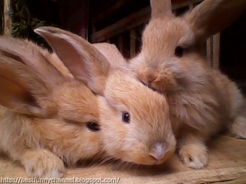 Cute red bunnies.