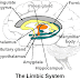 The Limbic System