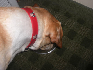 Picture of Toby eating his food - this was his last feeding with me