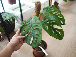 Monstera acuminata