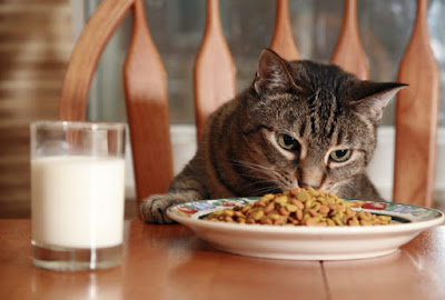 Makanan yang Bagus untuk Kucing