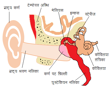 Human Ear